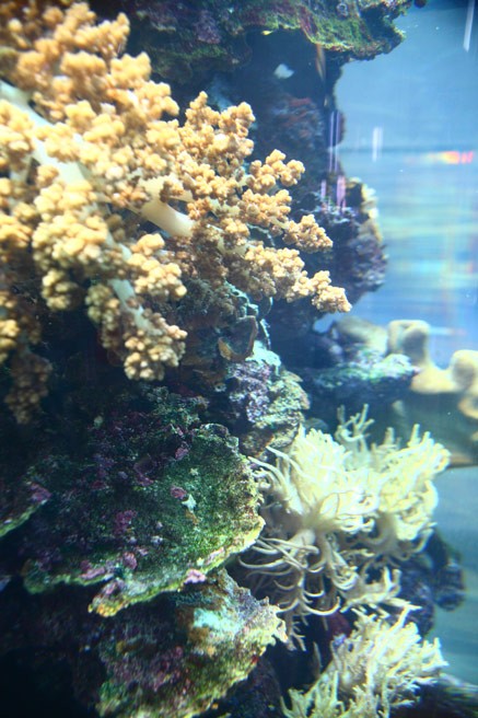 Nahaufnahme des Korallenriffs im Meerwasser-Aquarium der Geschäftsstelle Osterholz-Scharmbeck.