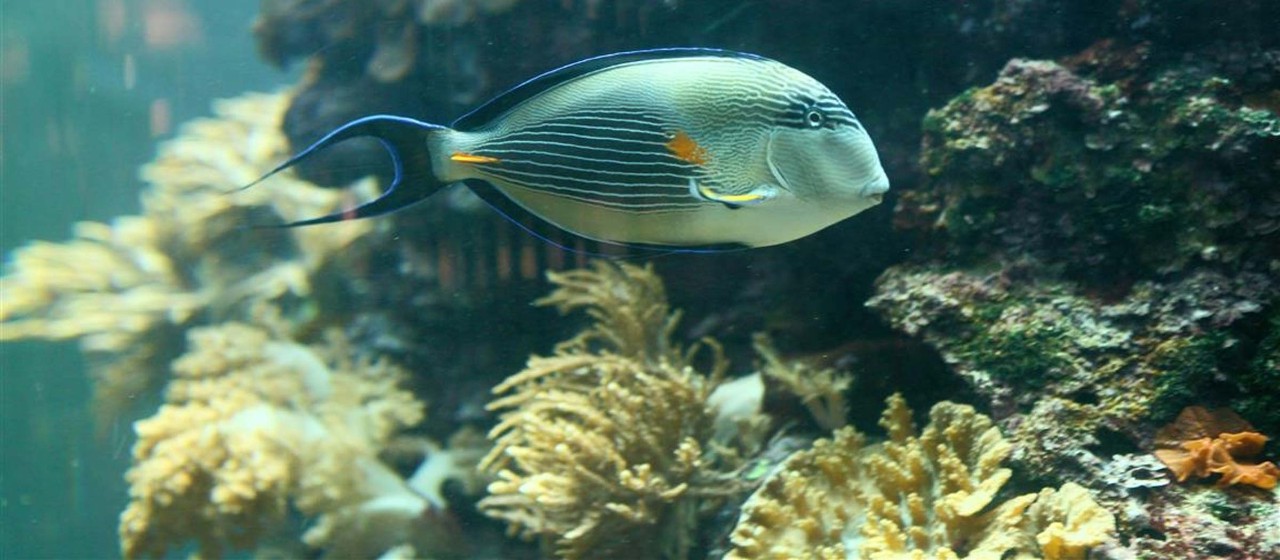Nahaufnahme eines Fisches aus dem Meerwasser-Aquarium in der Geschäftsstelle Osterholz-Scharmbeck.